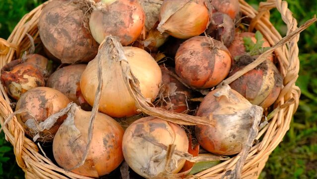 collects onions in a basket in the garden. Selective focus.