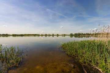 deciduous trees growing on the riverbank