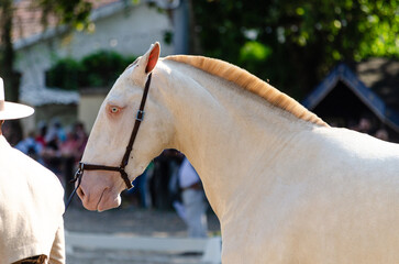 Face portrait of a white lusitano horse in an equestrian exhibition