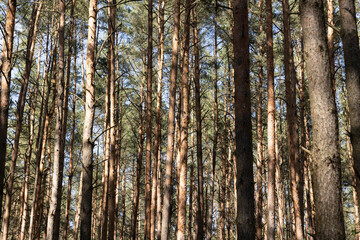 pine forest with tall trees against a blue sky background
