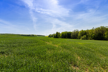 Green wheat grass in the field in spring