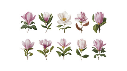 Magnolia Flower Vector Set: 10 Flat Watercolor Illustration Set For Spring, Nature, Botanical & Floral Boho Theme Projects