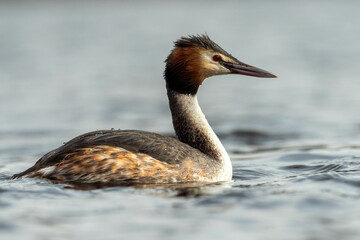 grebe bird swimming on a lake