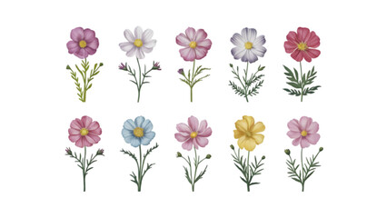 Collection of Flat Vector Watercolor Cosmos Flower Illustrations | Botanical Clipart Bundle