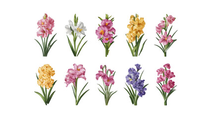Set Of Flat Vector Watercolor Gladiolus Flowers: Vibrant Floral Illustrations in Watercolor Style