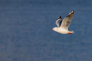 A Silver gull or New Zealand red-billed gull (Chroicocephalus novaehollandiae) flying over the sea, in Dunedin, New Zealand	