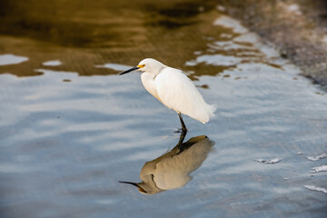 Snowy egret standing in water, reflection in water