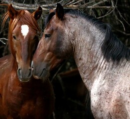 Wild Stallions Nose to Nose