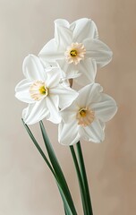 Obraz premium Beautiful Daffodil flowers in full bloom, minimalistic photograph view, professional, created with AI