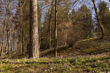 Obraz premium meadow in the forest with purple flowers near a tree