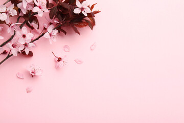 Spring tree branches with beautiful blossoms, flowers and petals on pink background, flat lay....