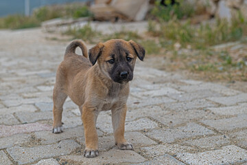 A stray puppy wandering alone on the street.