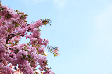 Beautiful blossoming sakura tree with pink flowers against blue sky, space for text. Spring season
