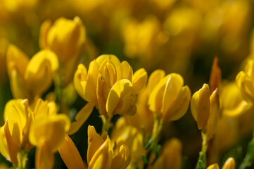 Obraz premium Spring background of yellow and fragrant flowers of Ulagino (Genista hispanica) in the Andalusian countryside