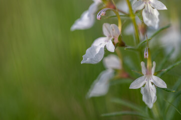 Small white flowers of Hierba de la cruz (Teucrium pseudochamaepitys) in the Andalusian countryside on a sunny spring morning