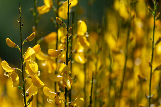 Detail of yellow and fragrant Gayomba (Spartium junceum) flowers in the field