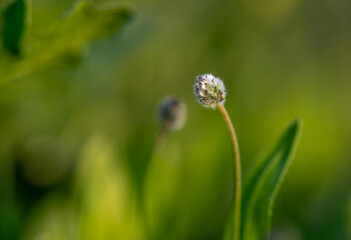 Detail of a plantain flower (Plantago lagopus) in the meadow