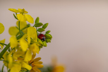 Red ladybug on yellow flowers