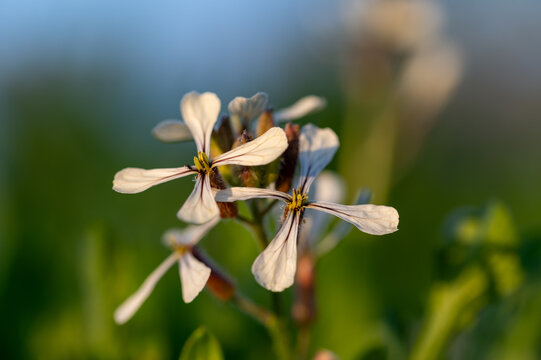 Spring background of white arugula flowers in the field