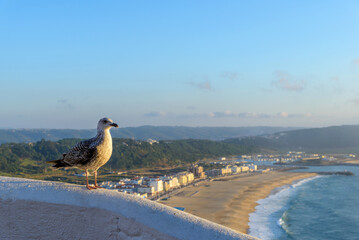 Aerial view of Nazare city and Praia da Nazare Beach, Portugal