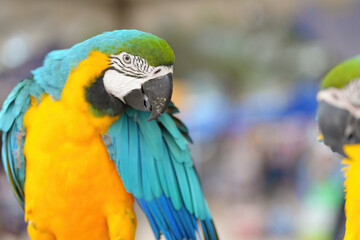 Blue gold macaw parrot standing on a perch.