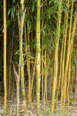 Fototapeta premium Bamboo trunks. Plant thickets closeup.