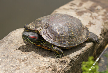 Pond slider (Trachemys scripta) resting in the sun