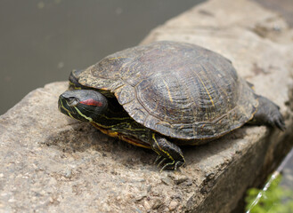 Pond slider (Trachemys scripta) resting in the sun