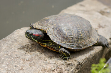 Pond slider (Trachemys scripta) resting in the sun
