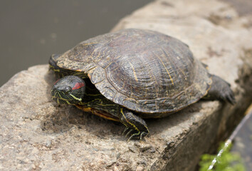 Pond slider (Trachemys scripta) resting in the sun