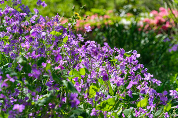 ムラサキハナナとツツジ