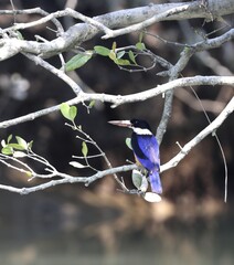 Black-capped kingfisher in sundarbans. this photo was taken from Sundarbans national park,Bangladesh.