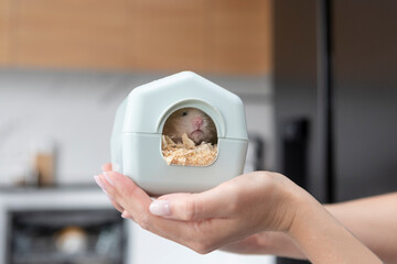Close-up shot of a cute hamster in little house