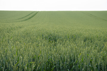 夏の緑のムギ畑

