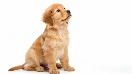 Adorable golden retriever puppy sitting and looking up against a white background. Perfect for pet and animal-related projects.