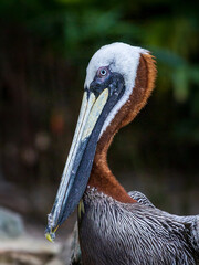 The brown pelican (Pelecanus occidentalis).	