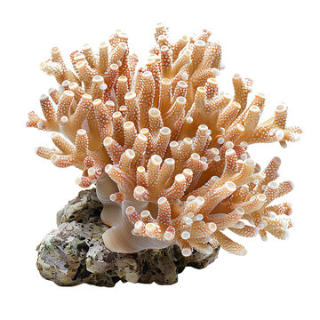 Front view of a Galaxea Coral isolated on a white transparent background