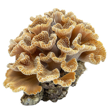 Front view of a Ricordea Coral isolated on a white transparent background