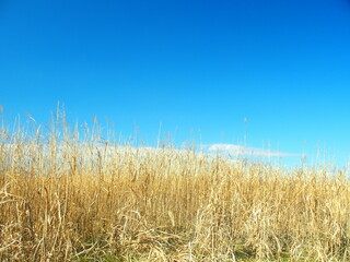 冬の江戸川河川敷の枯れた荻と青空