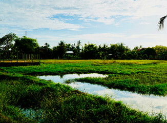 Obraz premium A serene view of a lush rice field in Cambodia