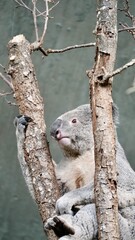 wachsamer Koala