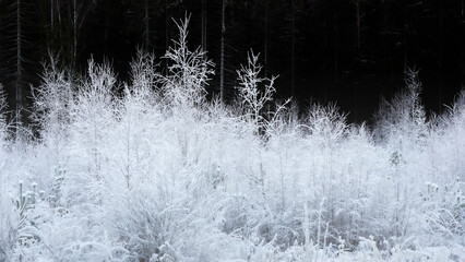 Frosty Landscape with Dense White Vegetation