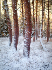 Snow Covered Pine Trees in a Winter Forest