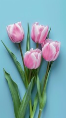 Fototapeta premium Tulip flower decoration spring nature blossom story solid blue background