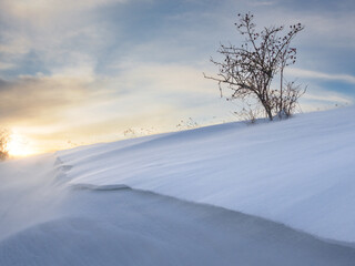Snowy Field with Bare Tree and Morning Light