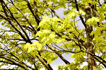 Young maple leaves in the rays of the spring sun