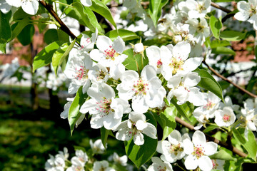 Flowering branch of apple trees in the spring