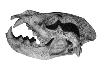hyena skull on white, isolated......