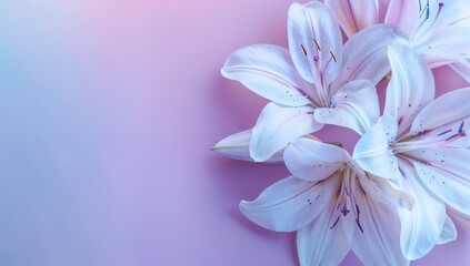 Fototapeta premium Lilies on soft blue and purple gradient background with copy space, Beautiful banner design for Motherâ€™s Day, Valentine or Birthday