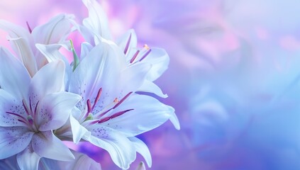 Fototapeta premium Lilies on soft blue and purple gradient background with copy space, Beautiful banner design for Motherâ€™s Day, Valentine or Birthday